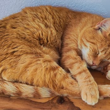 Möhrchen / „Mörli“ 260205-223335